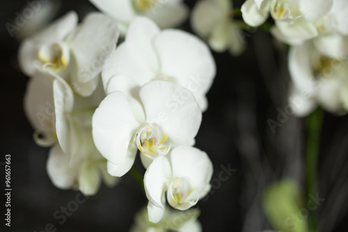 Delicate White Orchids