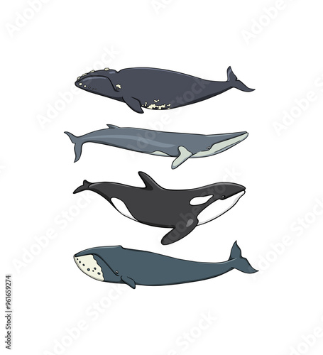 Vector illustration of hand drawn whales. Beautiful ink drawing, heavy contour. Perfect design elements, marine animal illustration