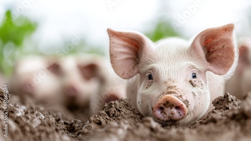 Close-up of a cheerful piglet with muddy face comfortably lying on the ground along with other piglets in the background, capturing a joyful farm moment.