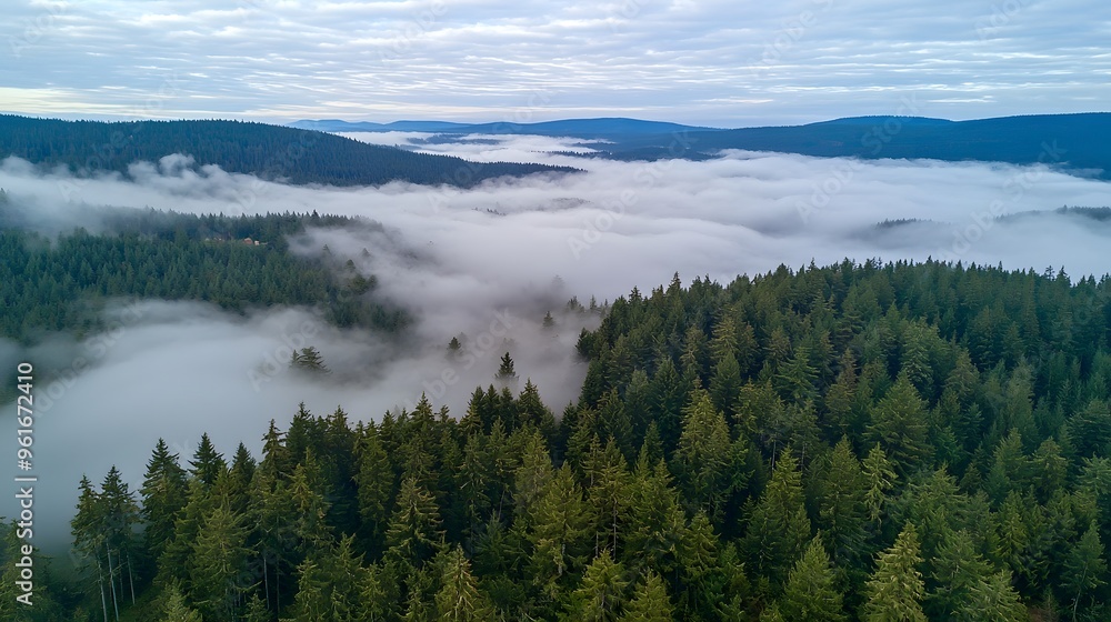 Aerial view of a lush green forest enveloped in misty clouds during dawn. Aerial view of a lush green forest enveloped in misty clouds during dawn.