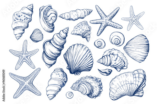 Minimalist hand drawn seashells vector illustration collection. Art for greeting cards, wedding invitations, poster design, postcards, branding, logo design, background