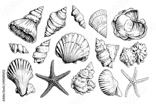 Minimalist hand drawn seashells vector illustration collection. Art for greeting cards, wedding invitations, poster design, postcards, branding, logo design, background
