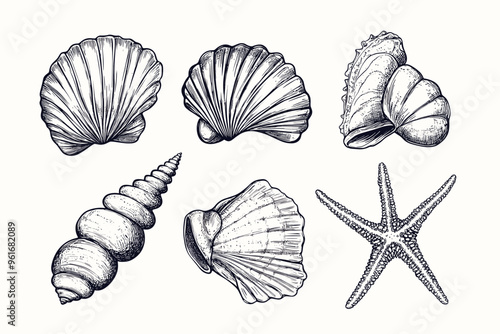 Minimalist hand drawn seashells vector illustration collection. Art for greeting cards, wedding invitations, poster design, postcards, branding, logo design, background