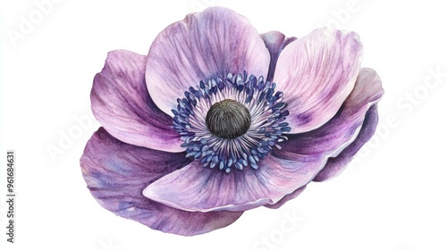 Stunning Watercolor Anemone Flower Illustration: A Captivating Blend of Nature and Art