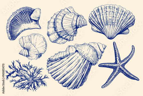 Minimalist hand drawn seashells vector illustration collection. Art for greeting cards, wedding invitations, poster design, postcards, branding, logo design, background