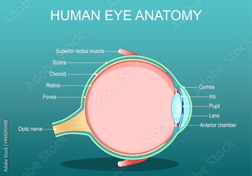 Eye anatomy. Vertical cross section of the human eye