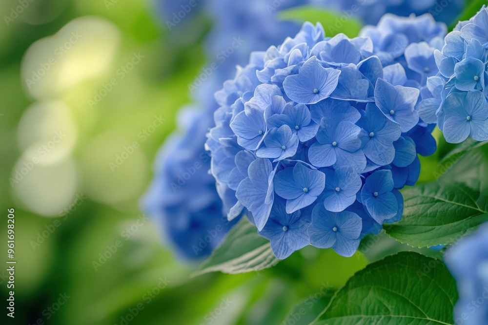 Blue Hydrangea in Park Garden. Closeup of Beautiful Flower Head with Green Petals Blue Hydrangea in Park Garden. Closeup of Beautiful Flower Head with Green Petals