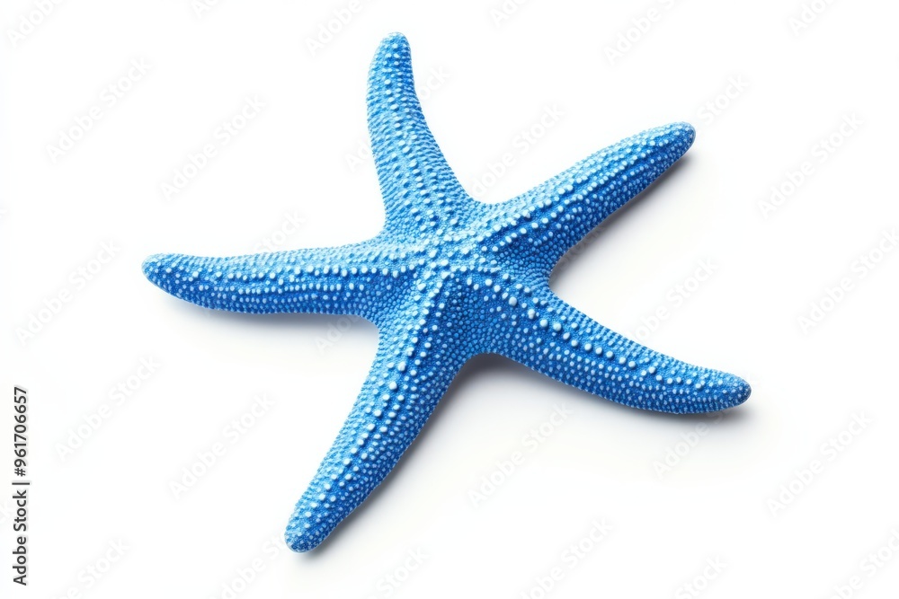 Blue Starfish. Top View of Marine Animal on White Background with Copy Space Blue Starfish. Top View of Marine Animal on White Background with Copy Space