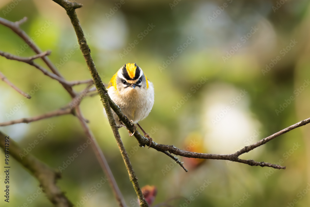 Angry colorful firecrest sitting on a branch and glaring at the viewer 