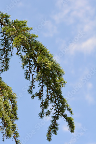 Weeping deodar cedar branch