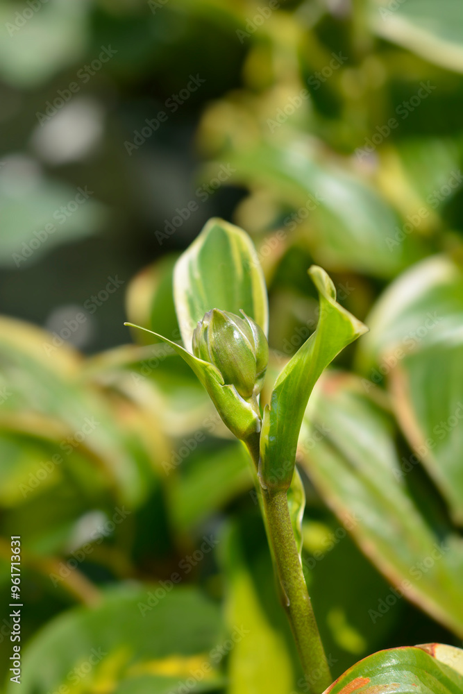 Plantain lily Queen Josephine flower buds Plantain lily Queen Josephine flower buds