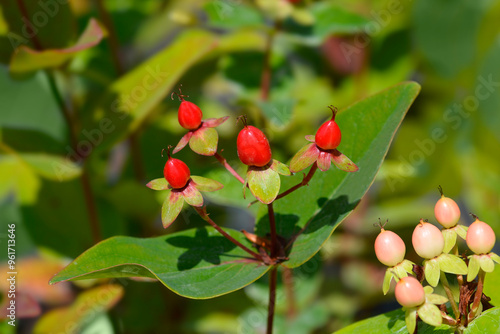 St. Johns Wort Red Fame fruit