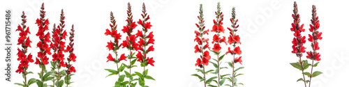 Scarlet Sage - Bright red tubular flowers on tall spikes often attracting hummingbirds to gardens. Isolated on Clear White Background Highly Detailed 