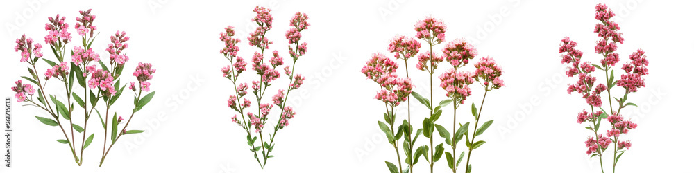 Red Valerian - Clusters of small red pink or white flowers on tall stems adding color to gardens. Isolated on Clear White Background Highly Detailed Red Valerian - Clusters of small red pink or white flowers on tall stems adding color to gardens. Isolated on Clear White Background Highly Detailed