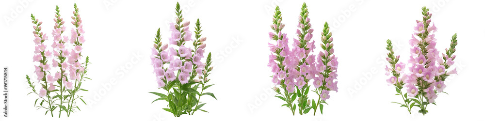 Physostegia (Obedient Plant) - Tall spikes of pink or white tubular flowers that can be moved and stay in place. Isolated on Clear White Background Highly Detailed Physostegia (Obedient Plant) - Tall spikes of pink or white tubular flowers that can be moved and stay in place. Isolated on Clear White Background Highly Detailed