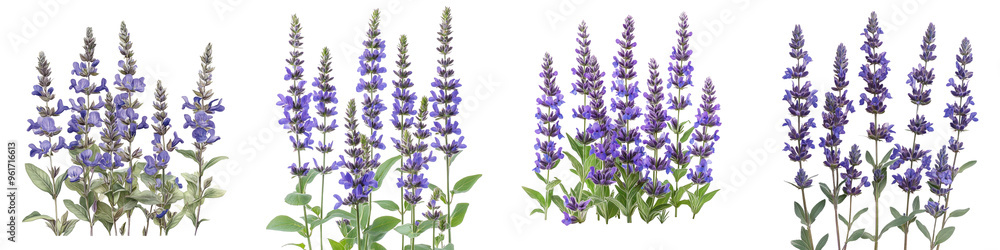 Fototapeta premium Meadow Sage - Spikes of purple-blue flowers on upright stems attracting bees and butterflies. Isolated on Clear White Background Highly Detailed