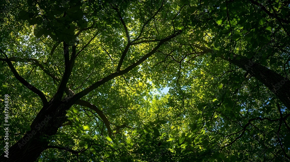 A wide-angle shot of a lush forest canopy, with sunlight filtering through the leaves. A wide-angle shot of a lush forest canopy, with sunlight filtering through the leaves.