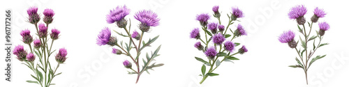 Knapweed - Thistle-like purple or pink wildflowers often found in meadows. Isolated on Clear White Background Highly Detailed 