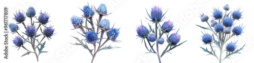 Eryngium - Spiky thistle-like flowers with metallic blue or purple tones Isolated on Clear White Background Highly Detailed 