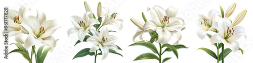 Easter Lily - Large fragrant white trumpet-shaped flowers Isolated on Clear White Background Highly Detailed 