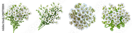 Alyssum - Sweet and fragrant low-growing blooms Isolated on Clear Background Highly Detailed