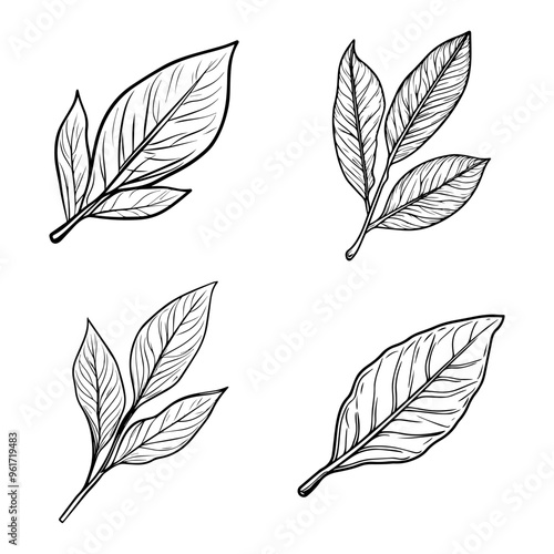 Collection of Hand-Drawn Botanical Leaf Illustrations Perfect for Herbal Design Projects