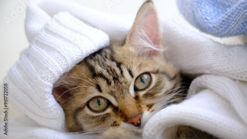 Cute little tabby kitten sleeping in a knitted blanket, warm white hat. Small cat warming under a soft blanket in cold autumn. October photo