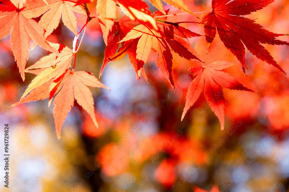 Red leaves with blurred background in autumn season, copy space Red leaves with blurred background in autumn season, copy space