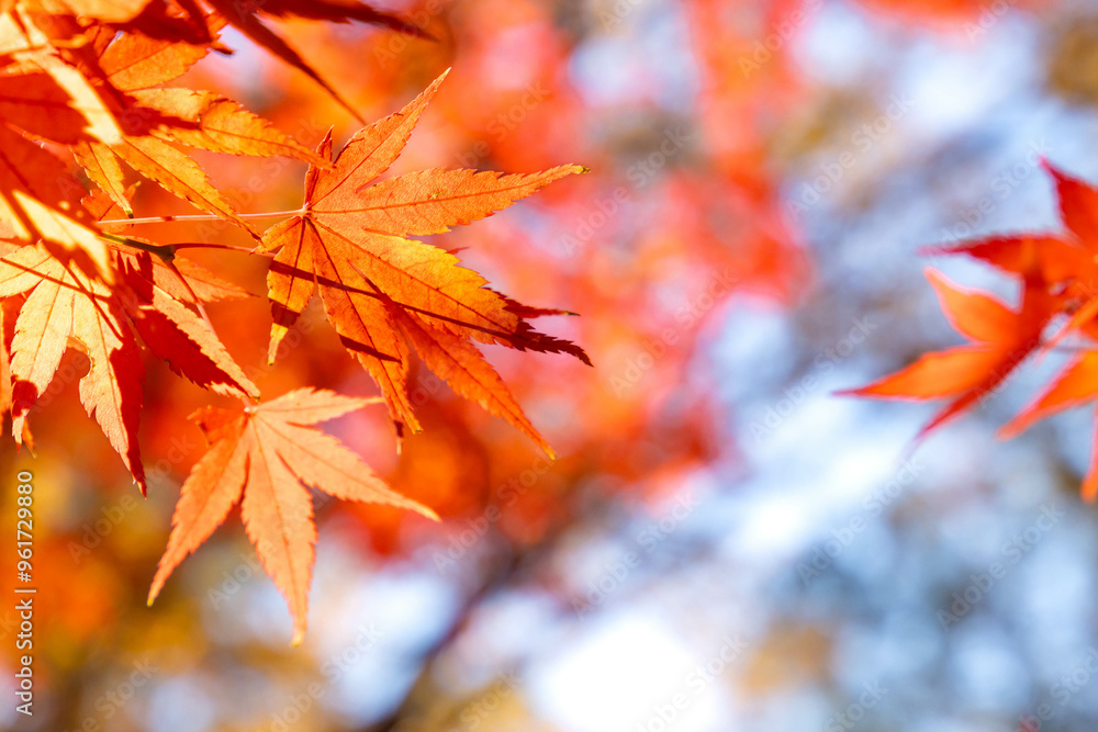 Orange leaves with blurred background of blue sky in autumn season, copy space Orange leaves with blurred background of blue sky in autumn season, copy space