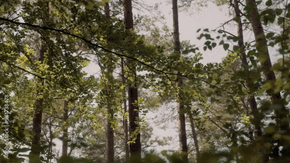Pine Forest Pine Forest