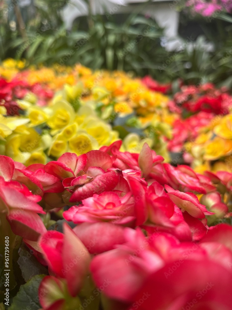 pink and yellow tulips pink and yellow tulips