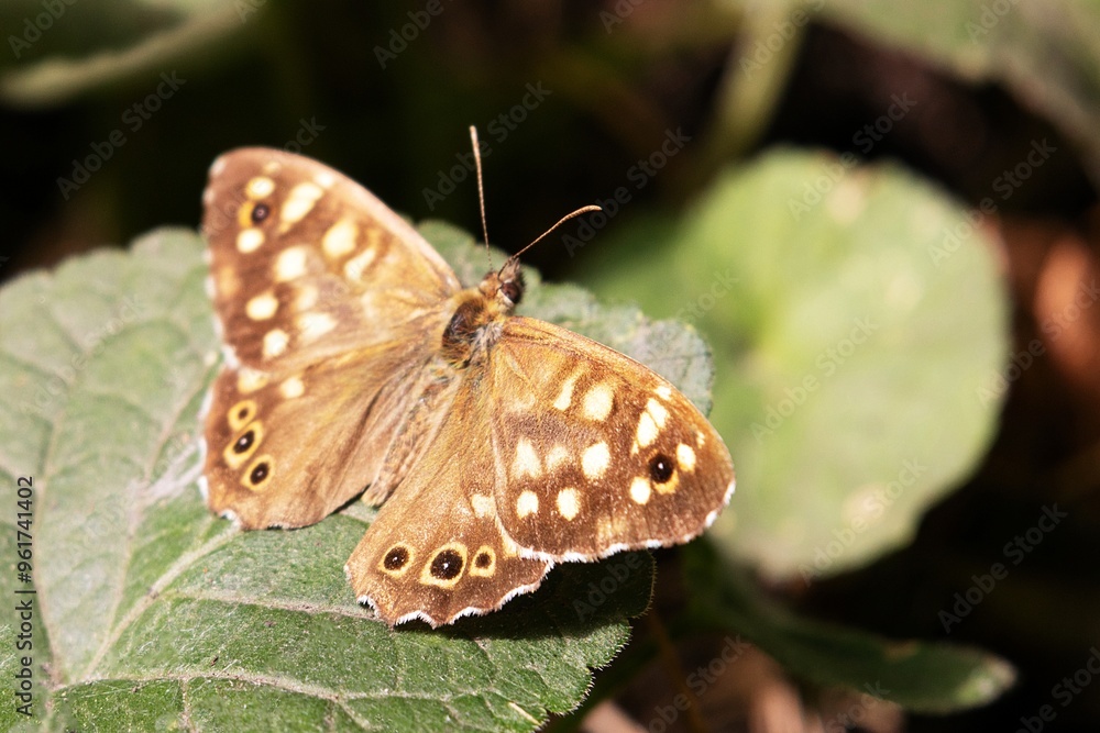 A Butterfly. Speckled Wood. Pararge Aegeria