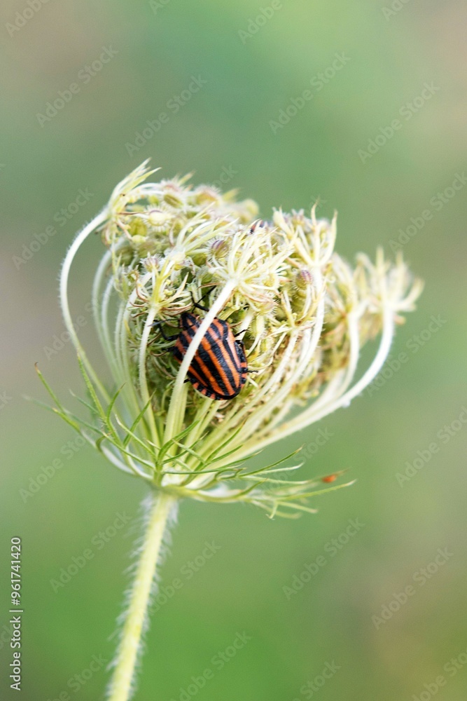 Graphosoma Lineatum. Shield Bug from Lower Saxony