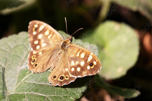 Obraz na płótnie A Butterfly. Speckled Wood. Pararge Aegeria w salonie