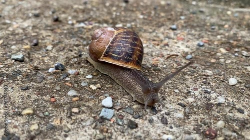 Macro shot on a little snail running on concrete.