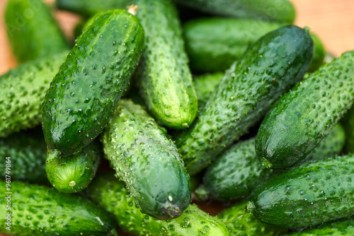 Freshly picked green cucumbers on the board background