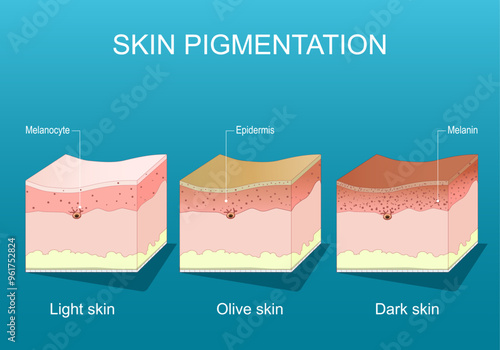 Skin pigmentation. Human skin color ranges