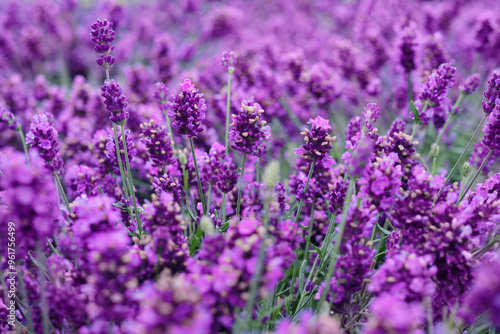 Gorgeous lavender. Floral background of blooming lavender.