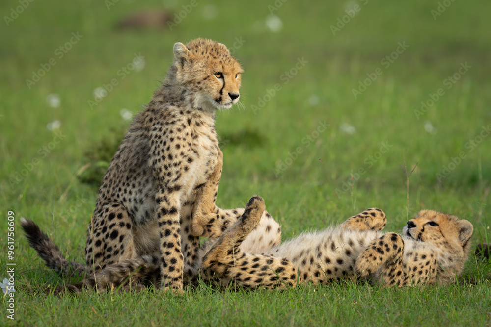 Fototapeta premium Cheetah cubs sit and lie on back