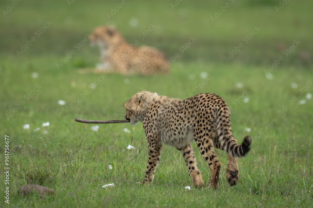Cheetah cub walks towards mother carrying stick