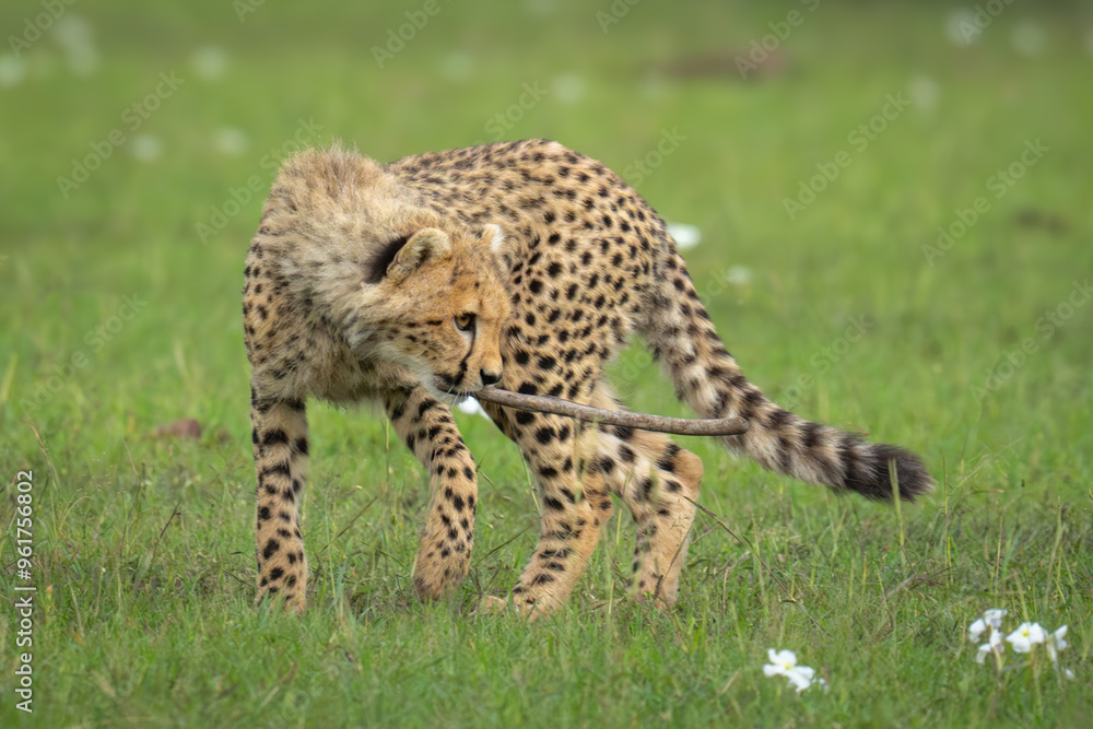 Cheetah cub stands turning round holding stick Cheetah cub stands turning round holding stick
