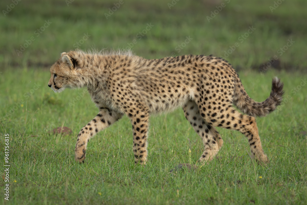 Fototapeta premium Cheetah cub walks on grass lifting forepaw