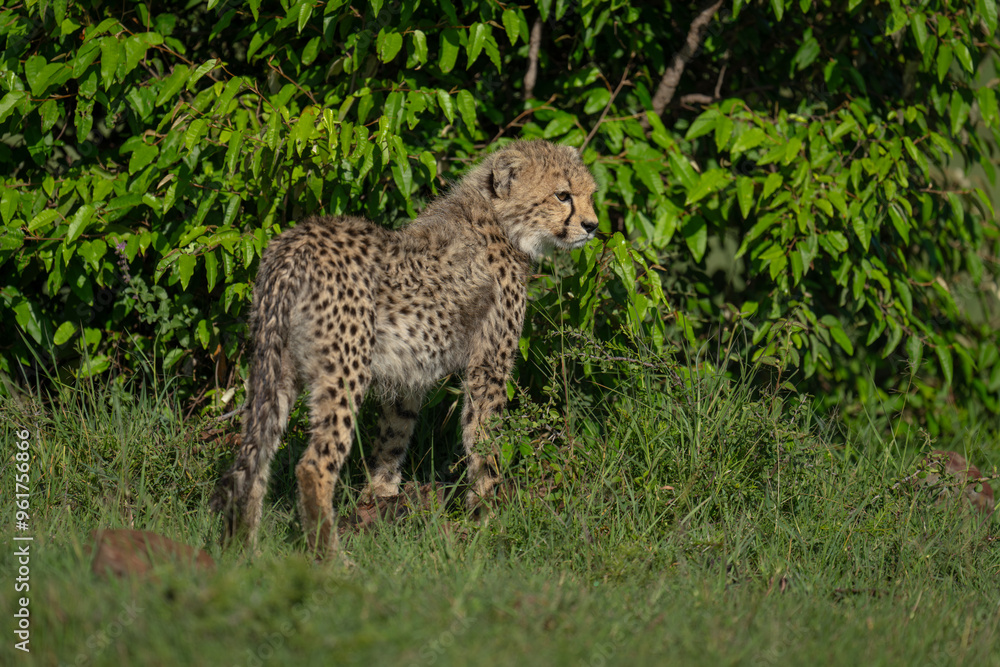 Fototapeta premium Cheetah cub stands turning head on grass