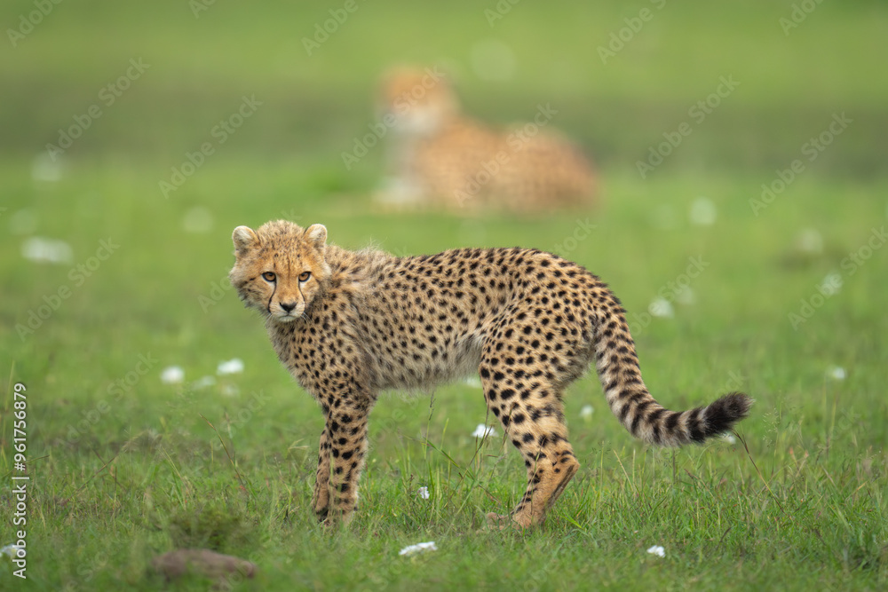 Fototapeta premium Cheetah cub stands with mother in background