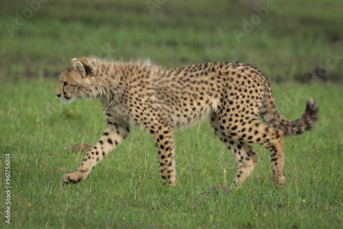 Cheetah cub walks across grass lifting forepaw