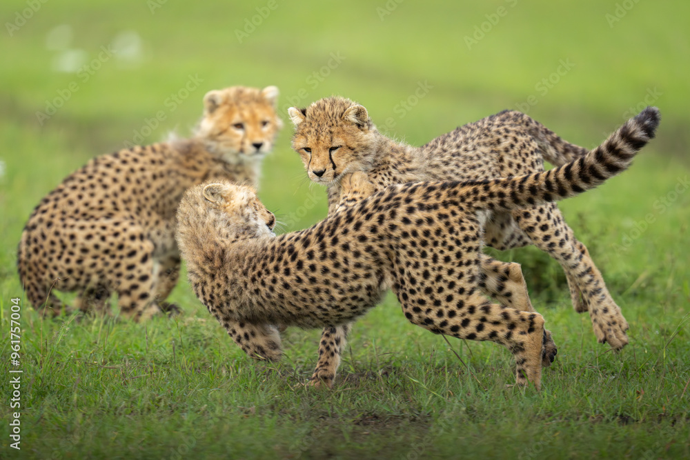Cheetah cub sits watching two others playing Cheetah cub sits watching two others playing