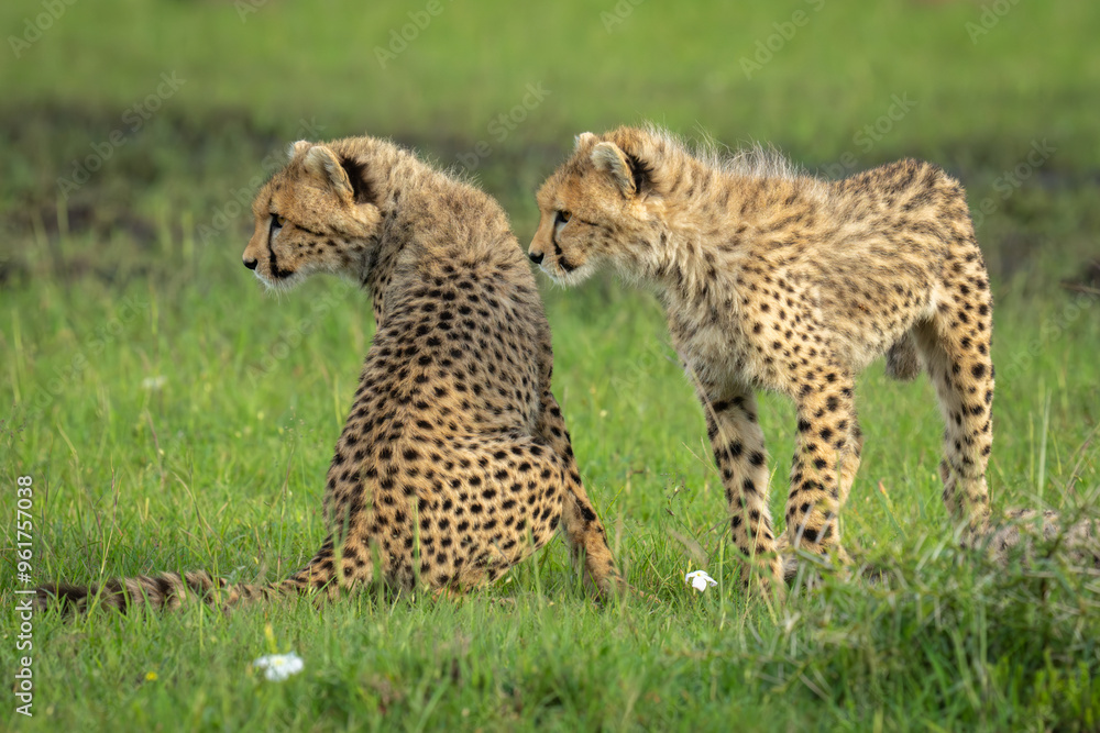 Cheetah cub stands by another sitting down Cheetah cub stands by another sitting down