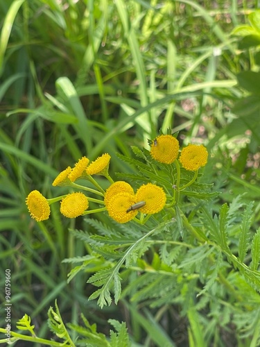 small beetlee on flower photo