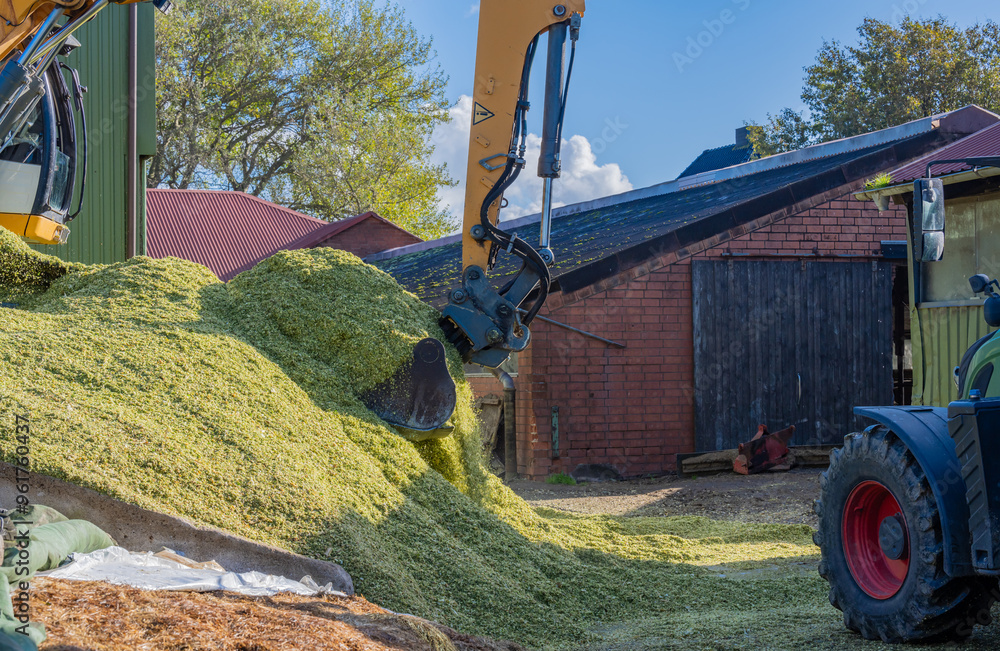 Bagger verteilt Mais auf einer Maissilage während der Maisernte