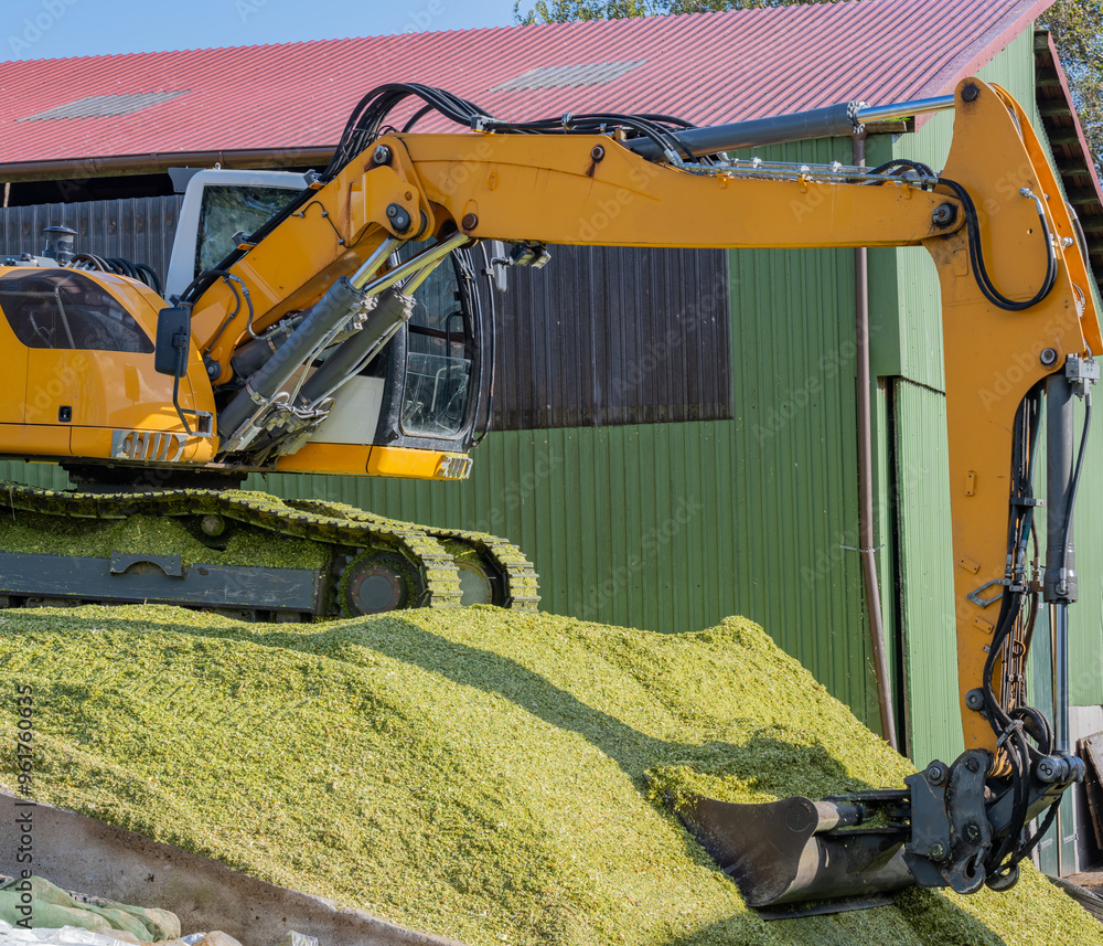 Bagger verteilt Mais auf einer Maissilage während der Maisernte